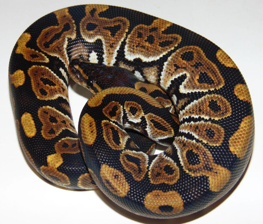 PR210 - Huffman M by the-shiznite on DeviantArt