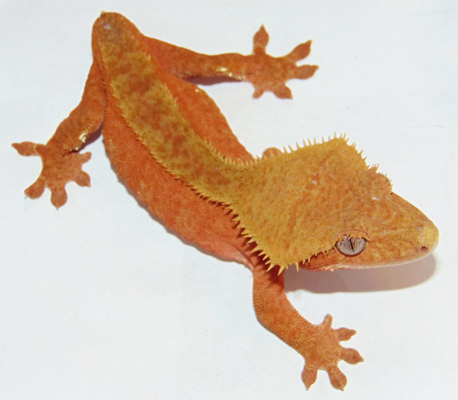 RC17 - Red Bicolor Crested Gecko F by the-shiznite on DeviantArt