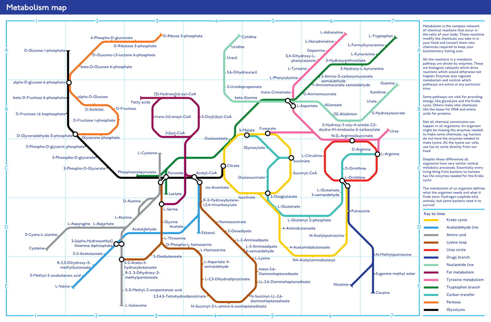 Metabolism - Tube Map