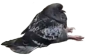 Pigeon