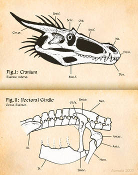 Introduction to Dragon Skeletal Anatomy