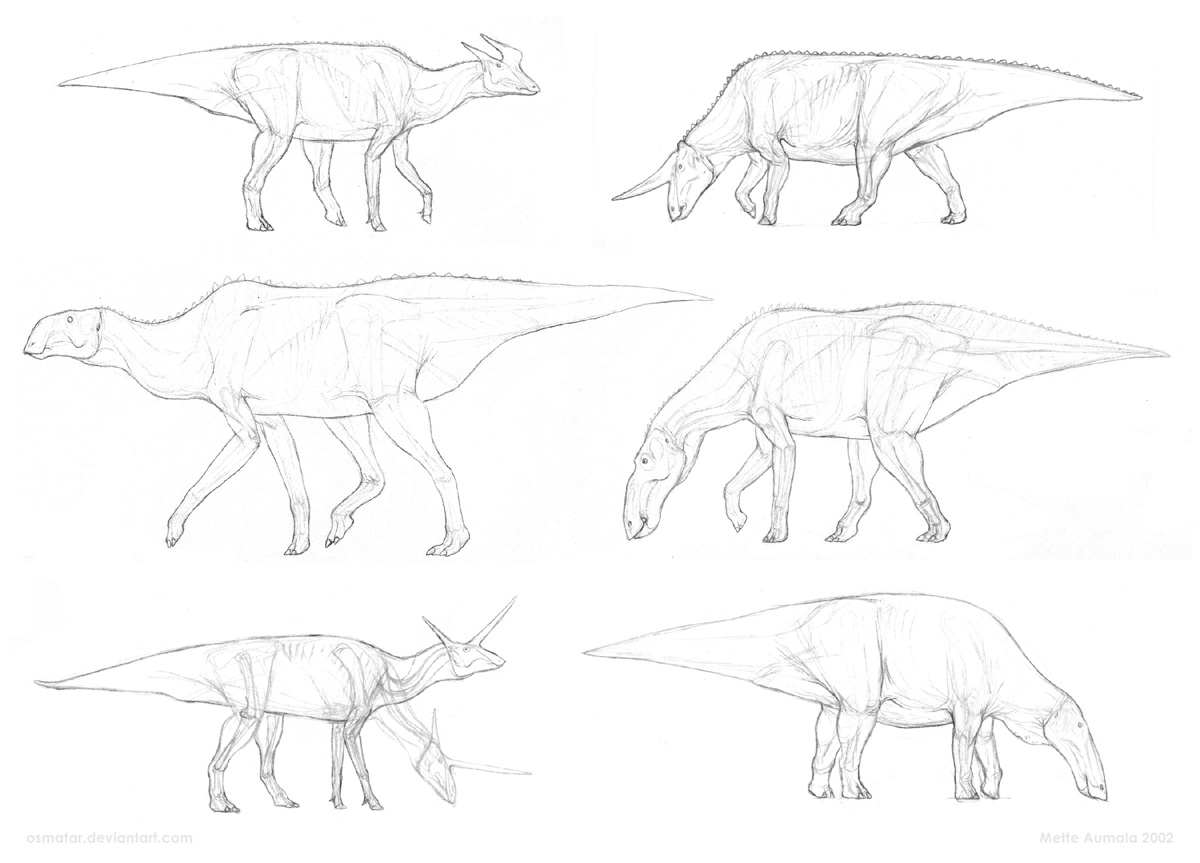 Anatomical sketches: Hadrosauria