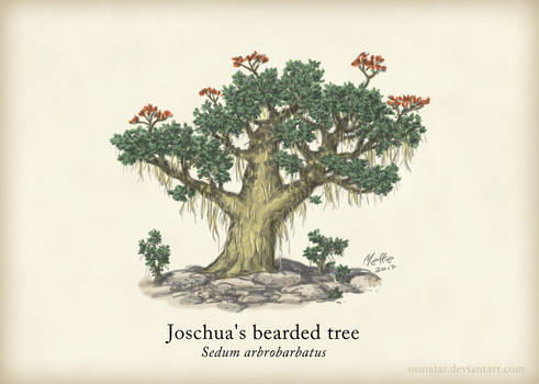 Joschua's Bearded Tree