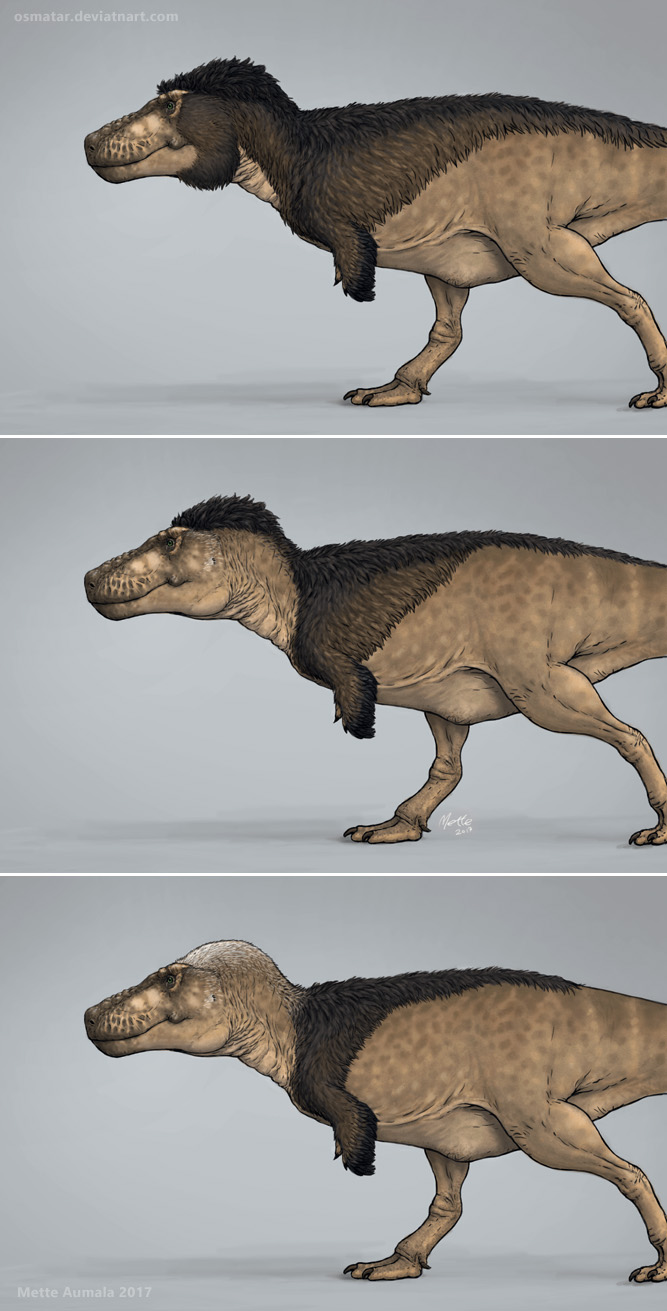 Comment pictures of T-Rex with feathers please! : Dinosaurs
