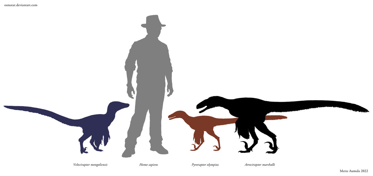 The Real Sizes of JW Raptor Dinosaurs by Osmatar on DeviantArt