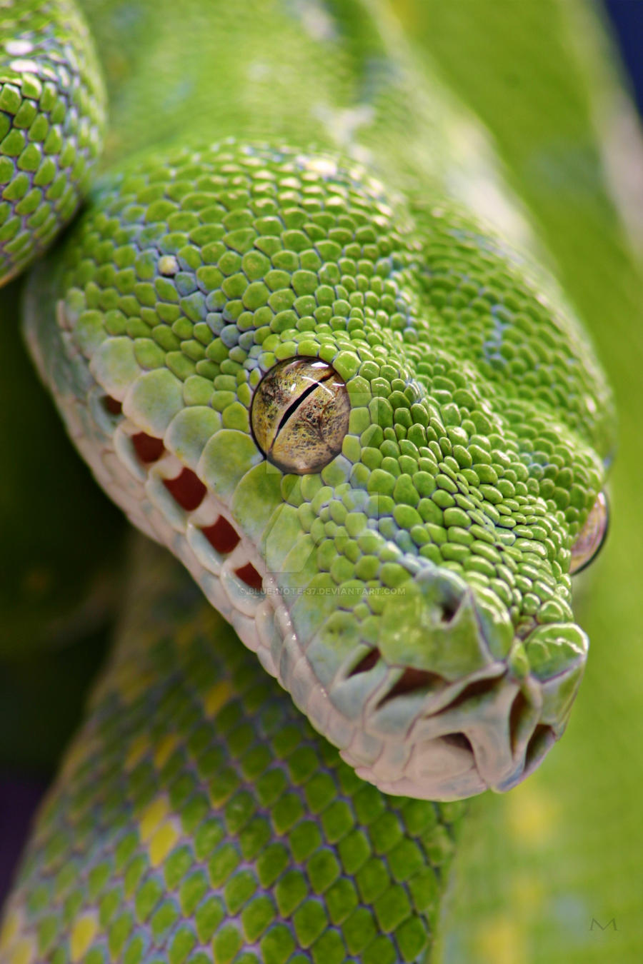 Green Tree Python by Blue-Note-37 on DeviantArt