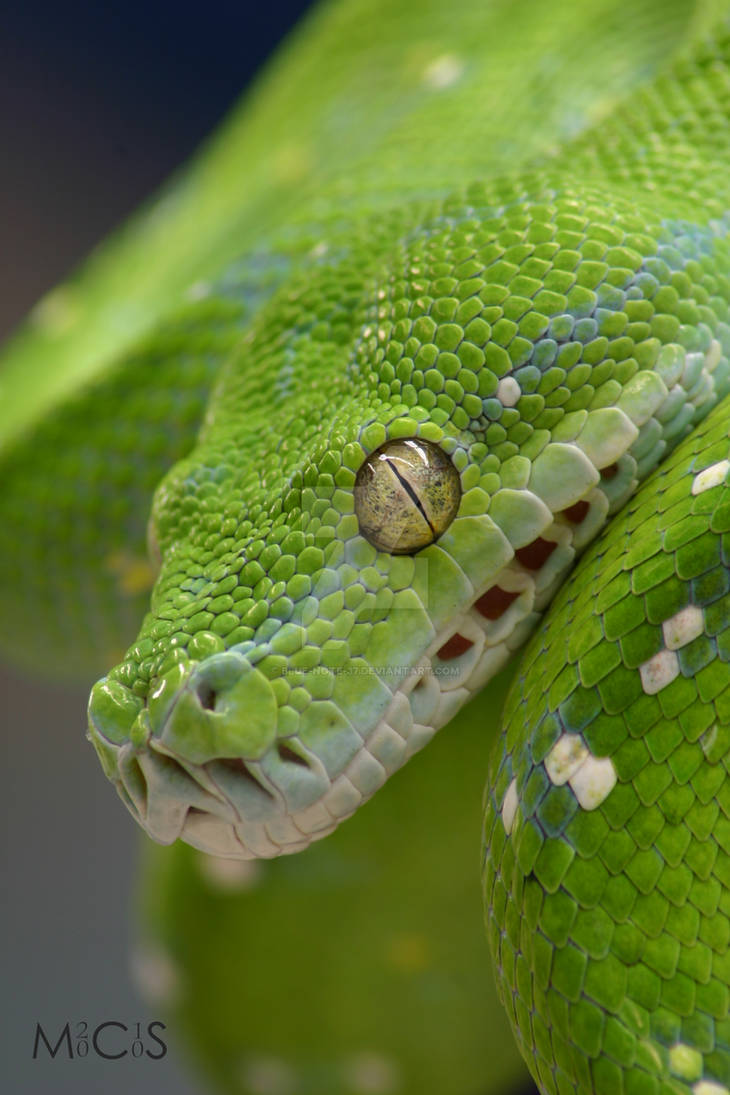 Большие зеленые змеи. Смарагдовый полоз. Зеленая гадюка. Зеленый полоз змея. Зелёная неядовитая змея.