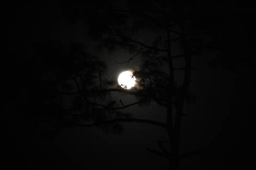 Moon in the pines