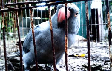 Ringneck Parrot 