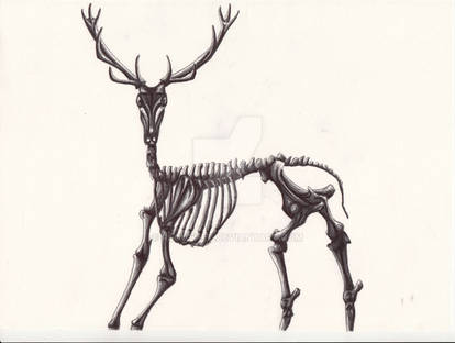 Stag/ Horse skeleton