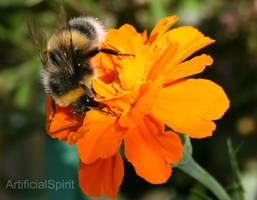 Bee Pollinating