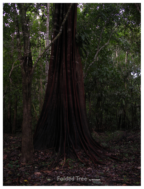 Folded Tree