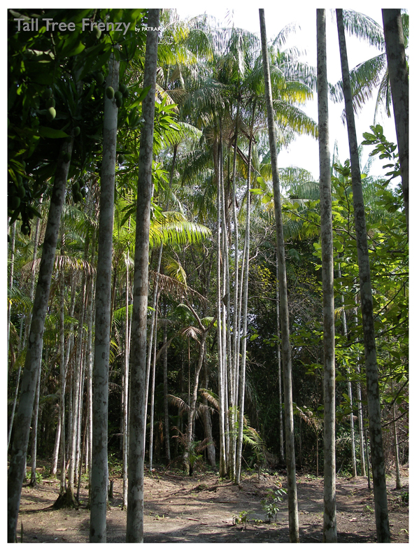 Tall Tree Frenzy