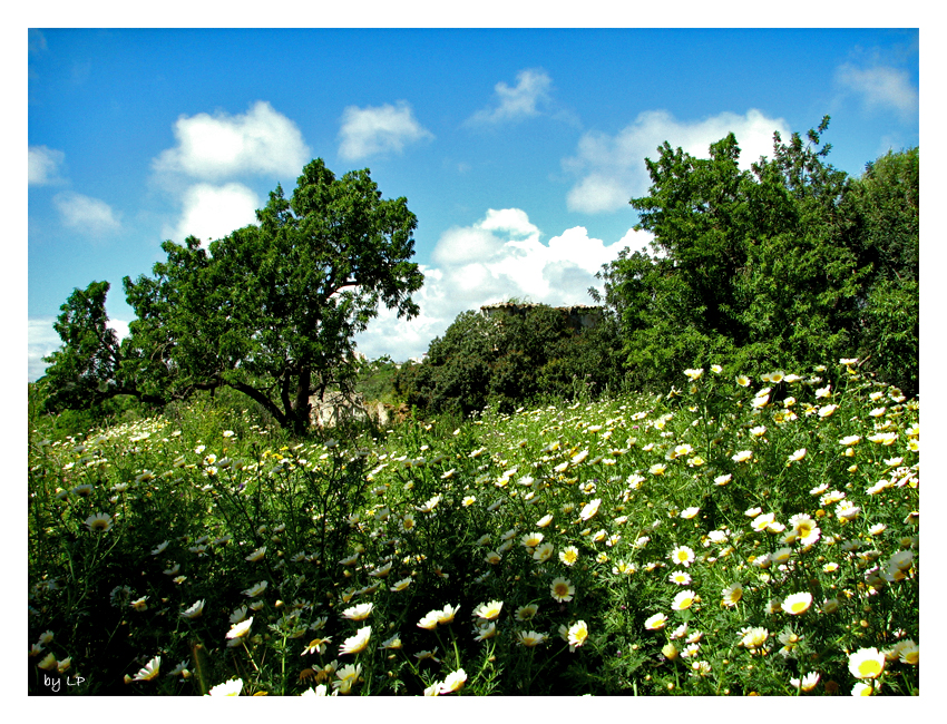 Field of Daisies