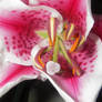 inside pink flower