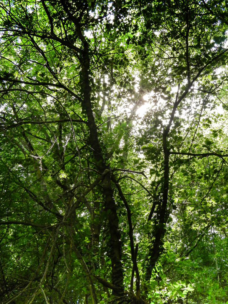 Trees and light