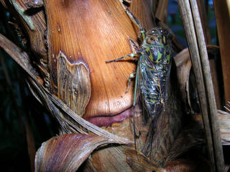 cicada