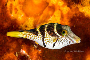 Underwater cuteness