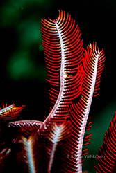 Macro underwater plants