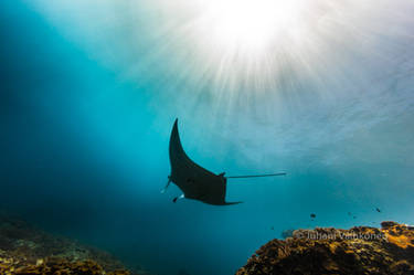 Manta underwater