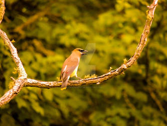 waxwing