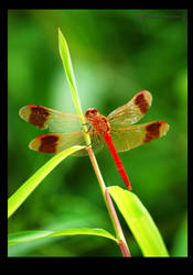 dragonfly