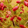 pink pine cones