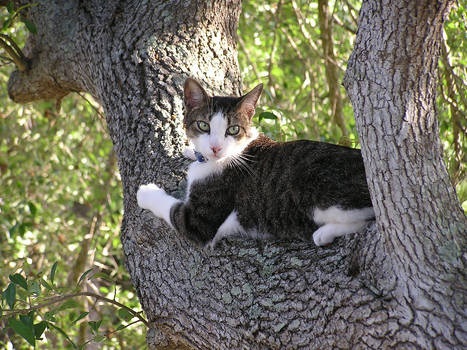 cat on tree