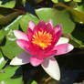 Lotus In Bloom