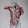torso muscles study: in front