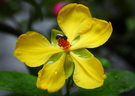 the bug and  the flower