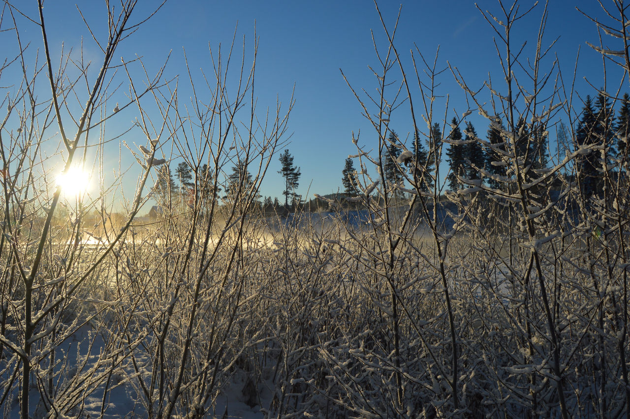 Winter Morning