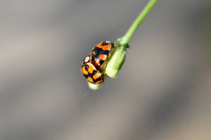 Mating Ladybugs 1