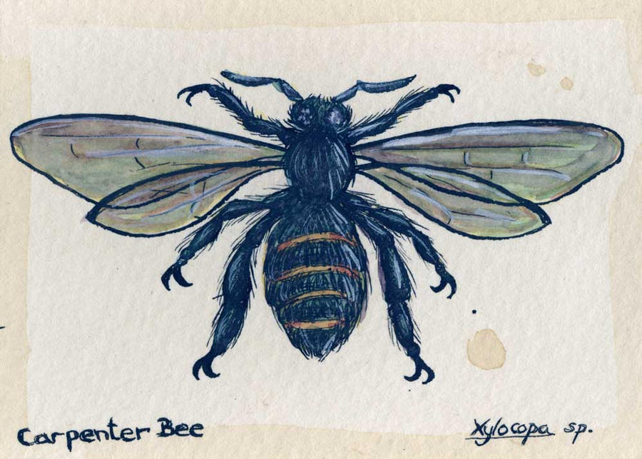 Carpenter Bee