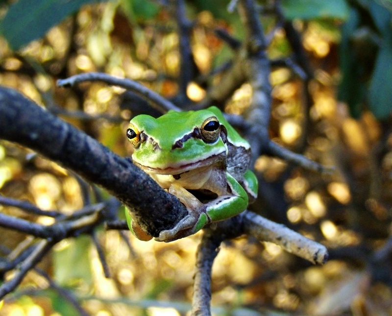 green frog