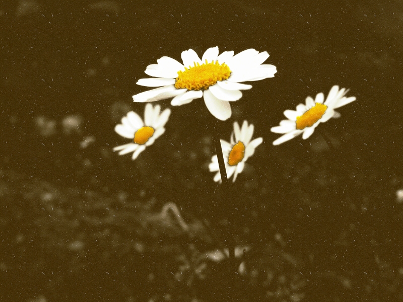 daisies