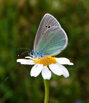 daisy and buuterfly