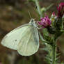 large white