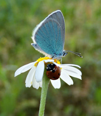 butterfly and ladybug