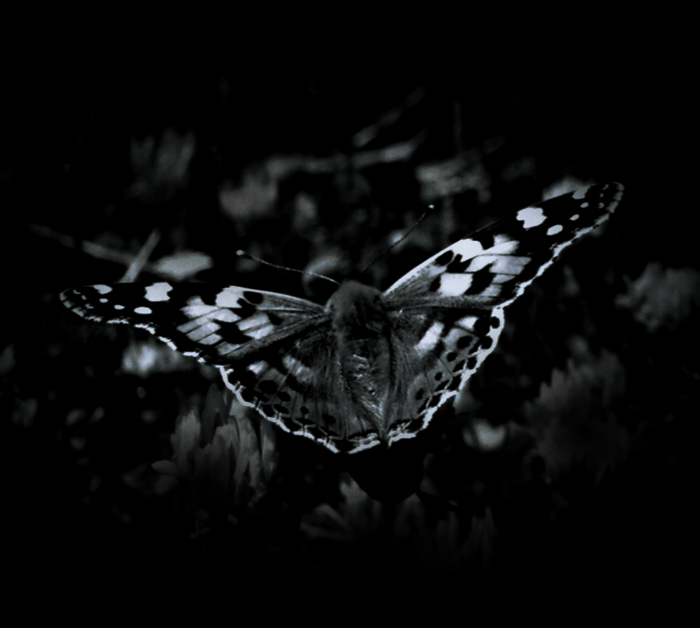 'butterfly