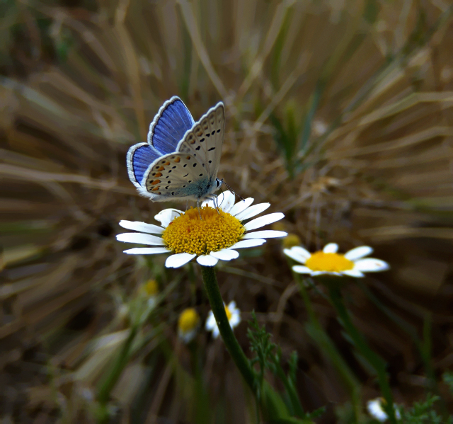 daises and butterly