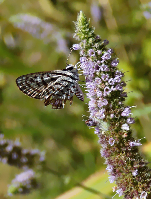 Tarucus balkanicus