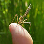 Mantidae