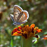 _flower and butterfly_