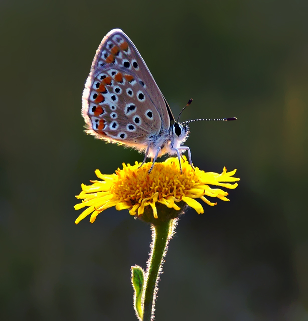 Polyommatus icarus