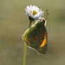 clouded yellow