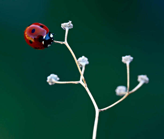 ladybug tree by MehmetKrc on DeviantArt