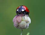 isimsiz____________________ by lisans