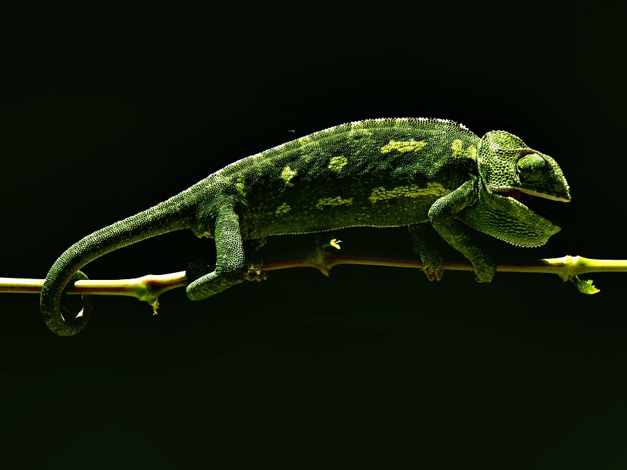 chameleon