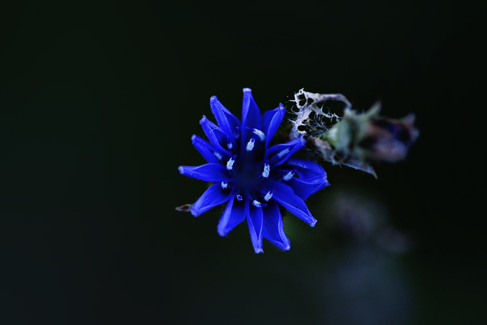 blue flower